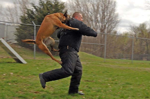 собака кусает полицейского