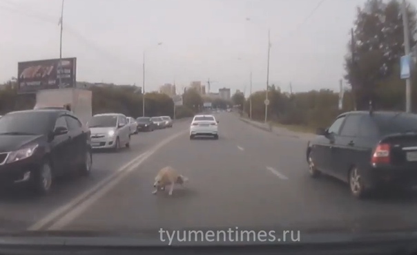 Собака выбежала прямо под колеса автомобилей на улице Щербакова в Тюмени