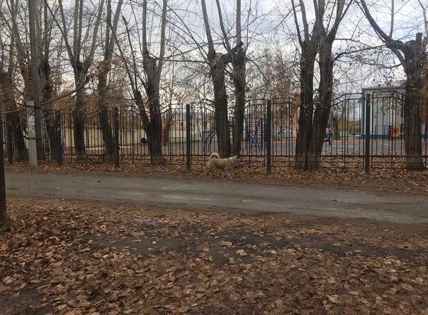 В Боровском из-за бродячих собак отменяют занятия в местной школе