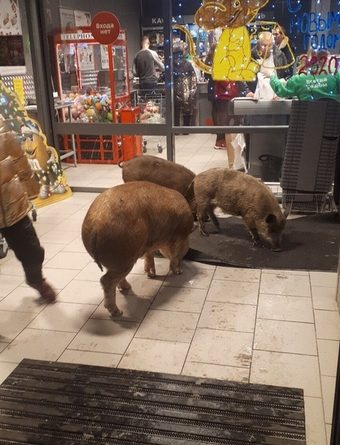 Три поросенка посетили супермаркет в "Европейском" и разбили там коньяк