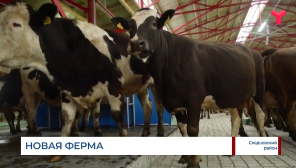 "Бруцеллёз не лечится, скот подлежит сдаче на промпереработку". Что происходит на новой ферме в Сладковском районе?