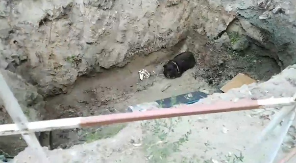 Тюменские пожарные спасли упавшую в глубокую яму собаку. ВИДЕО